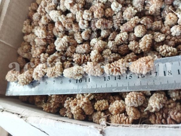 Excellent Dried White Mulberry for Sale. Bulk Dried White Mulberry Wholesaler, Supplier, Exporter and Provider. Buy the Best Quality White Mulberry fruit with the Best Price.