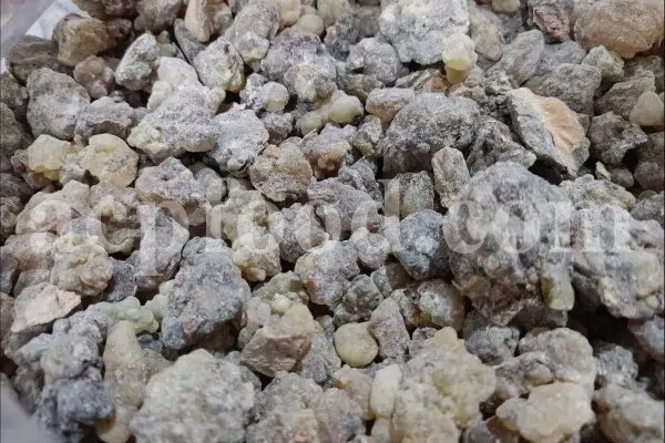 Frankincense wholesale price. Frankincense resin buy. Frankincense resin in bulk. Buy frankincense. Indian frankincense purchase. Boswellia Frankincense wholesale price. Frankincense near me. Boswellia Indian Frankincense. Buy Boswellia serrata olibanum.