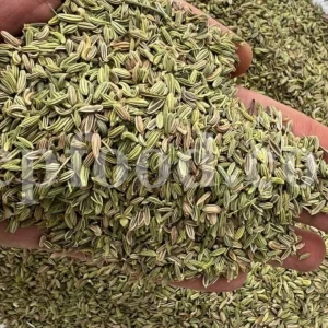 Fennel seed for sale. Buy fennel seed. Bulk fennel seed. Best fennel seeds to buy. Buy fennel seeds for planting. Fennel seed price. Fennel seeds 1kg price. Fennel seeds wholesale. Fennel to buy. Foeniculum vulgare seeds. Fennel vulgare for sale. Buy foeniculum vulgare fennel.