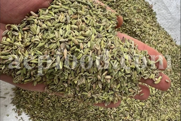 Fennel seed for sale. Buy fennel seed. Bulk fennel seed. Best fennel seeds to buy. Buy fennel seeds for planting. Fennel seed price. Fennel seeds 1kg price. Fennel seeds wholesale. Fennel to buy. Foeniculum vulgare seeds. Fennel vulgare for sale. Buy foeniculum vulgare fennel.