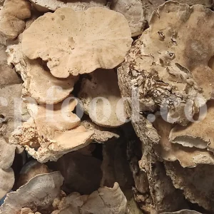Buy Agarikon. Agarikon mushroom for sale. Agarikon Fomitopsis officinalis wholesale price. Mushroom Agarikon purchase. Bulk Agarikon fungus.