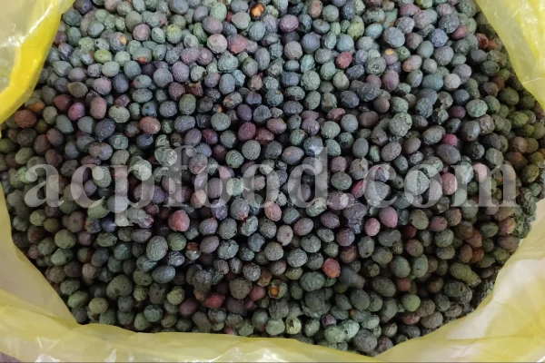 High Quality Pistacia atlantica for sale. Pistacia terebinthus seeds. Pistacia atlantica seeds. Buy Atlantic Pistachio. Pistacia khinjuk wholesale price. Buy Terebinth seeds. Bulk wild pistachios.
