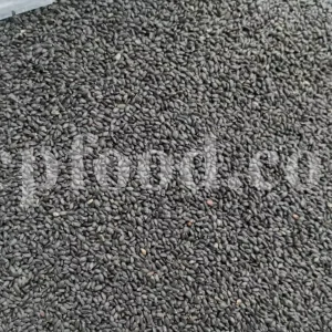 Basil seeds for sale. Holy Basil seeds for sale. Bulk Lime Basil seeds. Falooda seeds wholesale price. Buy Thai Basil seeds. Ocimum basilicum seeds wholesale price.
