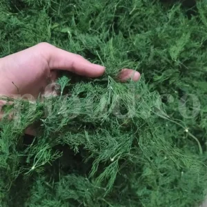 Dried Dill for sale. Buy dried Dill. Dried Dill weed wholesale price. Air dry Dill purchase. Best dried Dill weed. Dill seed for sale. Buy Dill seeds.
