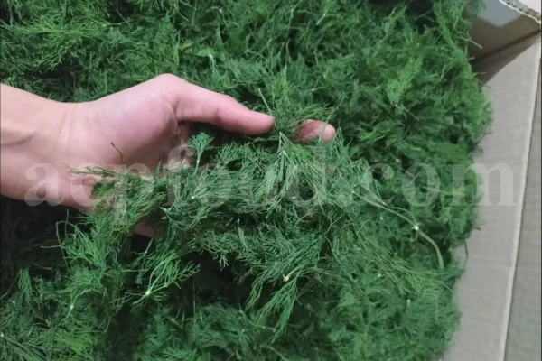 Dried Dill for sale. Buy dried Dill. Dried Dill weed wholesale price. Air dry Dill purchase. Best dried Dill weed. Dill seed for sale. Buy Dill seeds.