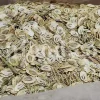 High Quality Aromatic Heracleum Persicum Seeds for sale. Bulk Persian Hogweed. Buy Angelica Seeds with the Best Price. Angelica Golpar for sale.