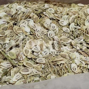High Quality Aromatic Heracleum Persicum Seeds for sale. Bulk Persian Hogweed. Buy Angelica Seeds with the Best Price. Angelica Golpar for sale.