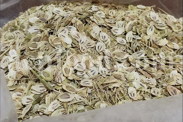 High Quality Aromatic Heracleum Persicum Seeds for sale. Bulk Persian Hogweed. Buy Angelica Seeds with the Best Price. Angelica Golpar for sale.