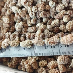 Bulk dried white mulberry. Dried mulberries for sale. Dried white berries in bulk. Buy raw dried mulberries. Purchase sun dried mulberries. Sun dried white mulberries wholesale.
