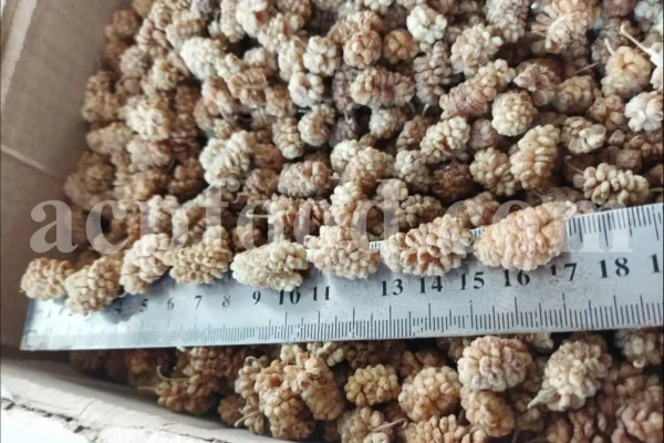 Bulk dried white mulberry. Dried mulberries for sale. Dried white berries in bulk. Buy raw dried mulberries. Purchase sun dried mulberries. Sun dried white mulberries wholesale.