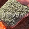 Buy dried Marjoram. Marjoram for sale. Bulk Marjoram. Marjoram seeds for sale. Dried leaves of wild Marjoram in bulk. Bulk Origanum majorana. Buy Marjoram Origanum majorana.