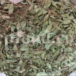 Dried Myrtle leaves for sale. Myrtle leaves purchase. Leaf Myrtle buy. Bulk Mirto leaves. Myrtle leaf tea wholesale price.
