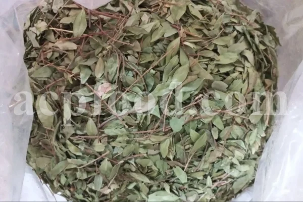 Dried Myrtle leaves for sale. Myrtle leaves purchase. Leaf Myrtle buy. Bulk Mirto leaves. Myrtle leaf tea wholesale price.