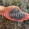 Dried Lavender for sale. Buy dried Lavender. Bulk Lavender. Lavender purchase. Buy Lavender seeds. Lavandula angustifolia for sale. Bulk culinary Lavender. Buy dried Lavender flowers. Buy Lavender to smoke. Lavandula for sale. Lavender to buy dried. English Lavender for sale.