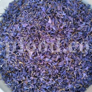 Bulk Echium amoenum for Sale. Buy Persian Borage. Buy Iranian Bugloss with the Best Price. Gol Gav Zaban wholesale price. Bulk Echium amoenum Red Feathers. Borage leaves for sale.