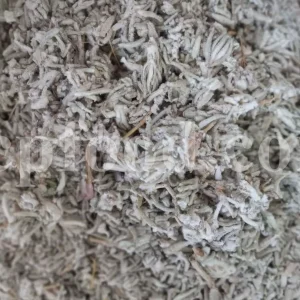 Felty germander wholesale. Buy Germander. Teucrium polium for sale. Bulk teucrium polium tea.