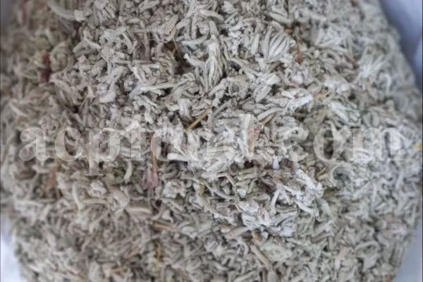Felty germander wholesale. Buy Germander. Teucrium polium for sale. Bulk teucrium polium tea.
