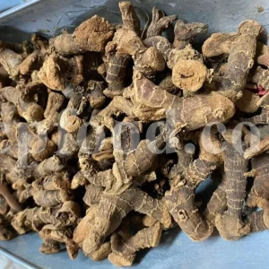 High Quality Greater Galangal Root for Sale. Bulk Alpinia galanga Root. Kulanjan root wholesale price. Khulanjan purchase.