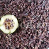 Quince seeds for sale. Bulk Bahi Dana seeds. Cydonia oblonga seeds wholesale price. Buy Quince fruit seeds. Beh Daneh purchase.