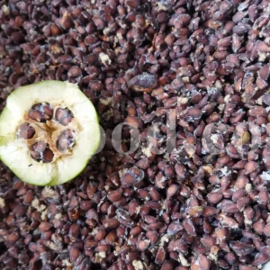 Quince seeds for sale. Bulk Bahi Dana seeds. Cydonia oblonga seeds wholesale price. Buy Quince fruit seeds. Beh Daneh purchase.