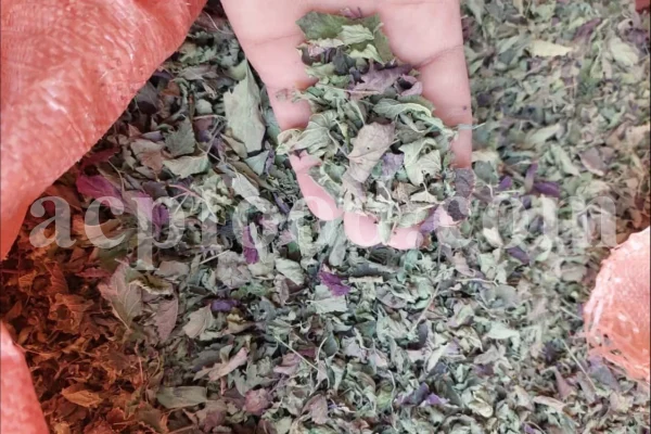 Dried Lemon Balm for sale. Melissa Lemon Balm buy. Lemon Balm bulk. Lemon Balm for sale. Organic Lemon Balm leaf in bulk.