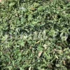 Dried Maidenhair Fern for sale. Adiantum capillus veneris dried leaves wholesale price. Buy Maiden Hair Fern dry leaves. Adiantum capillus veneris for sale. Bulk Maidenhair Fern adiantum capillus veneris.