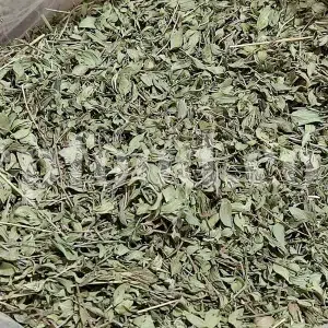 Persian Zizizphora for sale. Bulk Ziziphora tenuior dried leaves. Buy Persian Ziziphora. Ziziphora tenuior dried leaves wholesale price.