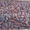 High quality Dates for sale. Buy Dates. Bulk Dates. Dry Dates wholesale price. Phoenix dactylifera fruit. Phoenix palm fruit. Dabino fruit for sale. Buy Hearts of Palm. Dry Dates 1kg price.