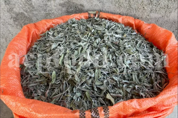 Buy sage dried leaves. Sage leaves for sale. Bulk dried sage leaves. Sage purchase. Dried sage leaves for burning.