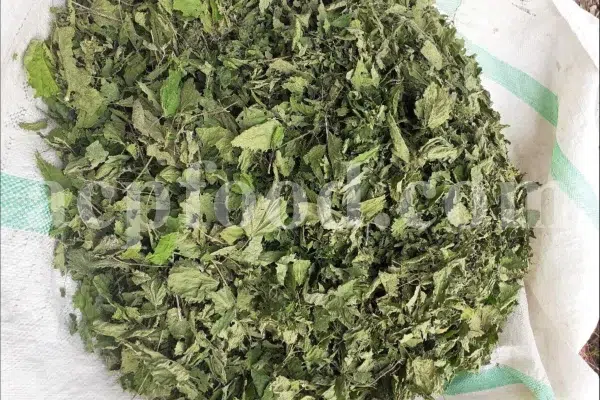 Buy dried nettles. Organic dried nettle leaves for sale. Buy dried nettle tea. Buy stinging nettles. Nettle seeds for sale. Buy stinging nettle tea. Nettle leaves for sale. Bulk stinging nettle. Urtica dioica leaf. Urtica urens buy online.