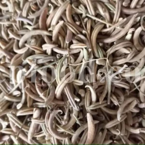 High Quality Yellow Sweet Clover dried fruits for sale. Buy dried Sweet Clover. Bulk Melilotus officinalis. Common Melilot dried fruits purchase.