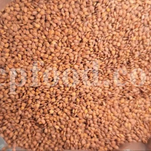 Purchase alyssum seed. Sweet alyssum seeds for sale. Bulk alyssum seeds. Alyssum seeds for sale. Sweet alyssum seeds bulk. Buy alyssum seeds. White alyssum seeds wholesale. Alyssum carpet of snow flower.