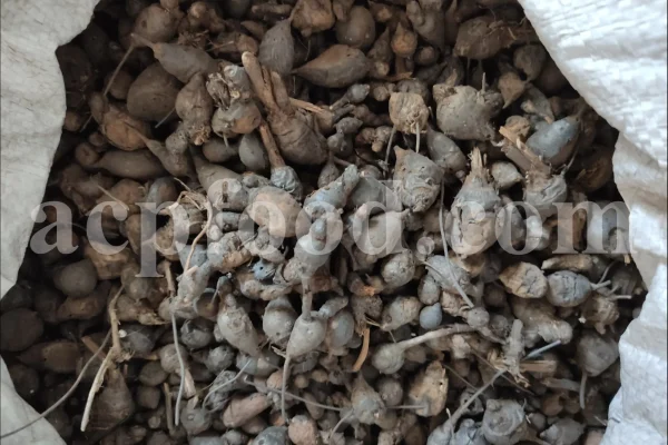 Nut grass root wholesale. Nut grass rhizome buy. Bulk nutgrass rhizome. Cyperus rotundus root for sale. Nutsedge root in bulk. Cyperus rhizome purchase. Buy nagarmotha root. Nutgrass galingale rhizome for sale.