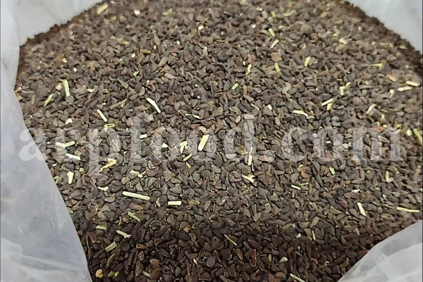 Wild Rue for sale. Buy Wild Rue seeds. Harmala seed in bulk. Buy Esfand seeds. Wild Rue Esphand. Peganum harmala seeds purchase. African Rue seeds for sale. Bulk Harmal peganum. Buy Syrian Rue. Harmel seed in bulk. Ispand for sale. Peganum harmala price.