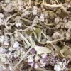Calotropis gigantea for sale. Buy calotropis latex. Calotropis flowers wholesale. Calotropis gigantea leaves price. Calotropis milkweed for sale. White madar flower.