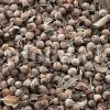 Chaste tree berries for sale. Chaste berries wholesale. Buy monk's pepper. Vitex berry in bulk. Chasteberry tea for sale. Bulk vitex chasteberry. Chasteberry vitex agnus castus for sale. Buy chaste berry fruit. Chaste tea for sale. Buy chaste herb tea. Chasteberry for sale. Buy chasteberry.