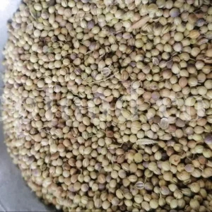 Bulk coriander seeds. Cilantro seeds bulk. Dhaniya wholesale price. Coriandrum sativum seeds. Coriandrum sativum cilantro. Coriandrum sativum coriander. Coriander seeds wholesale. Coriander seeds wholesale price.