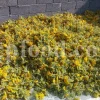 Yarrow for sale. Buy common yarrow. Bloodwort wholesale. Milfoil price. Dried yarrow for sale. Yarrow price. Dried yarrow flowers for sale. Yarrow tea where to buy. Achillea dried for sale. Buy yarrow tea. Bulk milfoil yarrow tea. White yarrow tea in bulk. Yarrow plant tea purchase. Milfoil tea price.