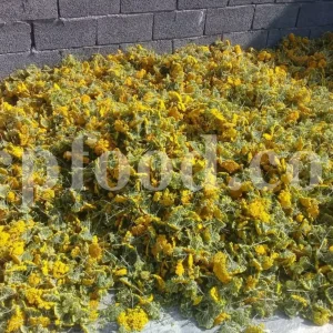 Yarrow for sale. Buy common yarrow. Bloodwort wholesale. Milfoil price. Dried yarrow for sale. Yarrow price. Dried yarrow flowers for sale. Yarrow tea where to buy. Achillea dried for sale. Buy yarrow tea. Bulk milfoil yarrow tea. White yarrow tea in bulk. Yarrow plant tea purchase. Milfoil tea price.