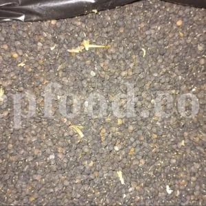 Buy datura seeds. Datura seeds for sale. Datura stramonium seeds for sale. Jimson seeds for sale. Jimson weed seeds for sale. Stramonium seed wholesale. Bulk thorn apple seed.