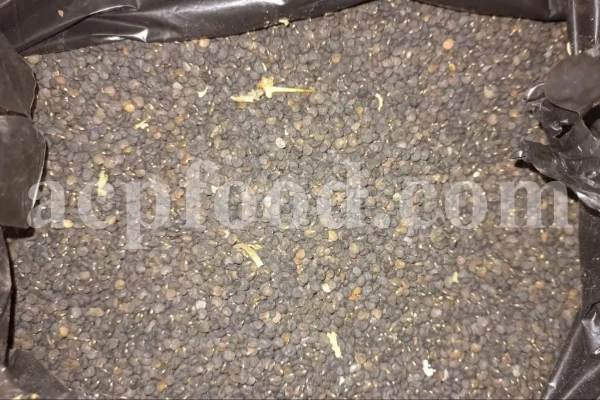 Buy datura seeds. Datura seeds for sale. Datura stramonium seeds for sale. Jimson seeds for sale. Jimson weed seeds for sale. Stramonium seed wholesale. Bulk thorn apple seed.