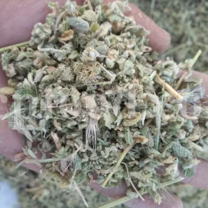 Horehound wholesale. Buy white horehound. Common horehound in bulk. Dried horehound price. Bulk dried horehound leaves. Marrubium vulgare tea. Buy horehound. Horehound dried purchase. Marrubio tea for sale.