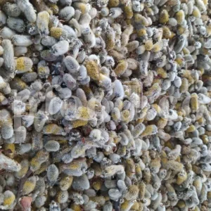 Salix aegyptiaca dried flowers for sale. Buy musk willow. Bulk egyptian willow. Persian willow purchase. Bidmeshk wholesale price.
