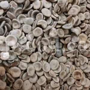 Kuchla seeds for sale. Nux vomica price. Buy nux vomica. Nux vomica seeds for sale. Strychnos nux vomica wholesale. Kuchla price. Bulk kuchila seed.