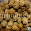 Oak galls wholesale. Acorn gall for sale. Buy acorn plum gall. Aleppo gall for sale. Aleppo oak galls in bulk. Apple gall price. Purchase apple oak gall. California oak galls for sale. Buy fuzzy oak gall. Bulk green oak gall. Oakgalls wholesale. Quercus infectoria gall price.