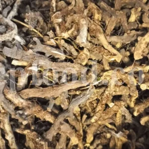 Polypodium vulgare root for sale. Bulk Polypody root. Common polypody wholesale. Buy golden maidenhair. Wall fern root for sale. Buy bisfaij. Common polypody fern price. Common polypody polypodium vulgare for sale. Fern polypodium vulgare purchase. Golden polypody fern root buy. Bulk polypodium vulgare root. Polypody fern root wholesale. Polypody fern for sale. Polypody vulgare. Polypody root for sale. Polypody fern for sale. Buy bisfaij herb.