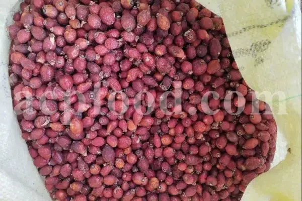 Buy rose hips. Bulk rose hips. Rose hip tea. Rose hip oil bulk. Buy rosehip tea. Buy rosehip powder. Rosehip fruit tea. Buy rosa canina. Buy dog rose. Dog rose petals. Rosa canina buy.