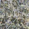 Blaukappe Sea Holly for sale. Buy Eryngium planum big blue. Buy Eryngium planum fluela. Eryngium planum leaves wholesale. Eryngo tea in bulk. Eryngium hobbit purchase. Seaside eryngo for sale.