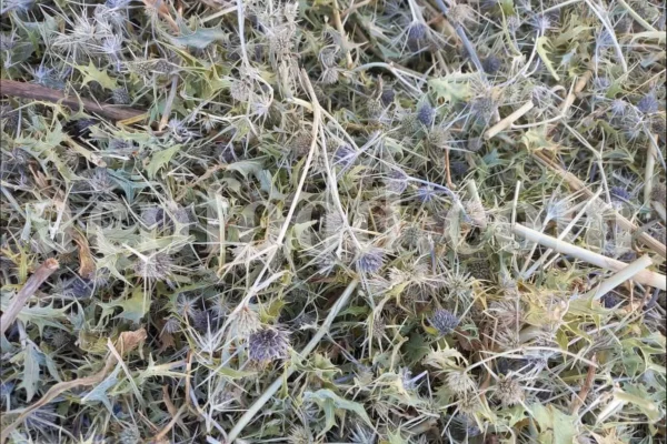Blaukappe Sea Holly for sale. Buy Eryngium planum big blue. Buy Eryngium planum fluela. Eryngium planum leaves wholesale. Eryngo tea in bulk. Eryngium hobbit purchase. Seaside eryngo for sale.