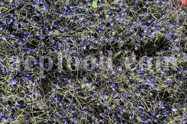 Viola odorata tea for sale. Buy sweet violet dried flowers. Common violet wholesale. English violet in bulk. Viola odorata for sale. Bulk sweet violet tea. Dried sweet violet flowers purchase. Common blue violet tea price.